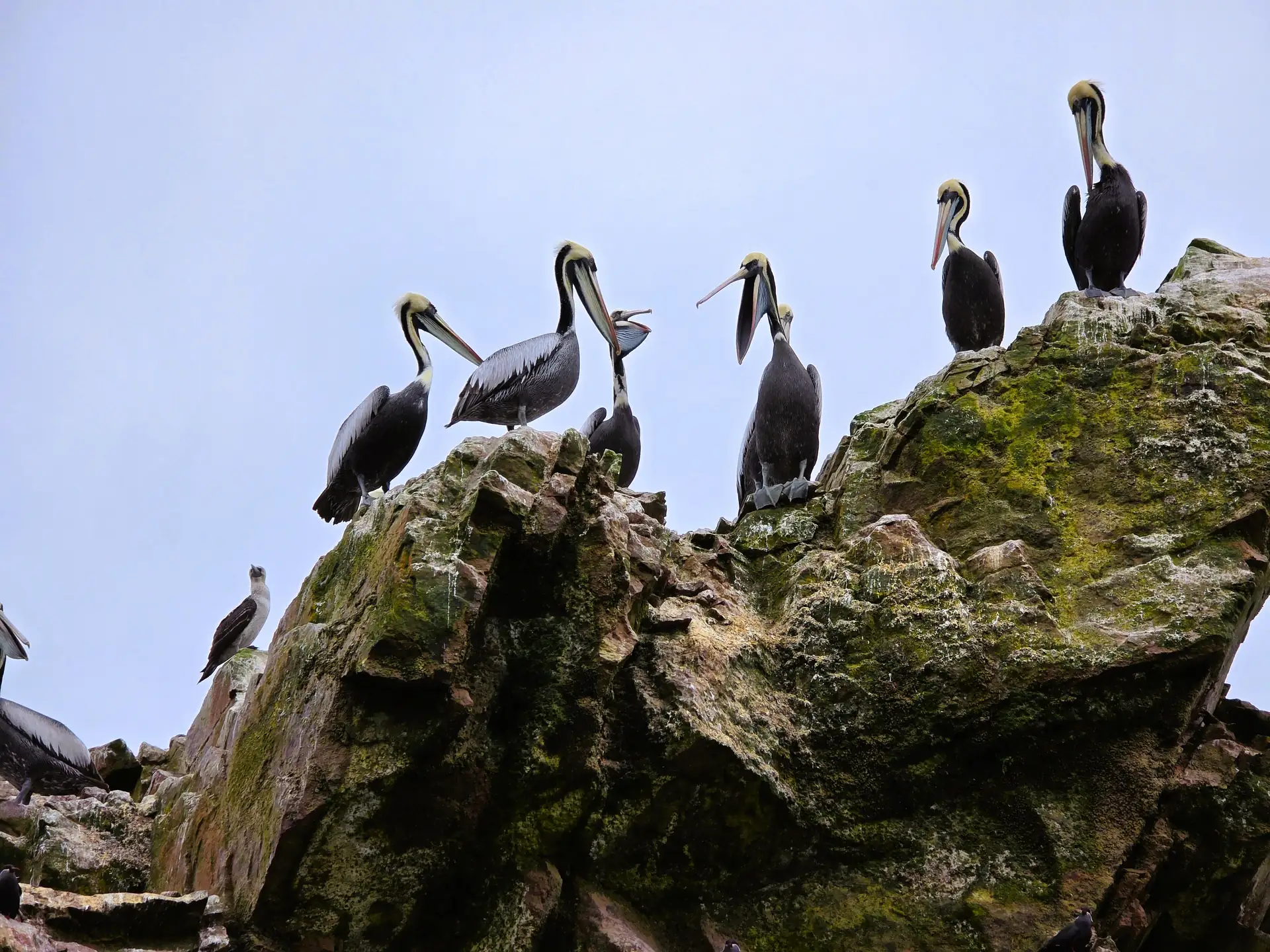 Islas Ballestas con lobos marinos y aves en Paracas
