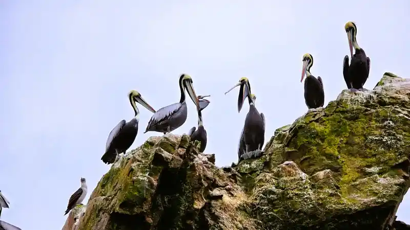 Primer plano de pelicanos en su habitat natural sobre las rocas de las Islas Ballestas en la Reserva Nacional de Paracas.